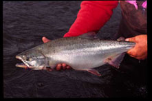 Pink Salmon