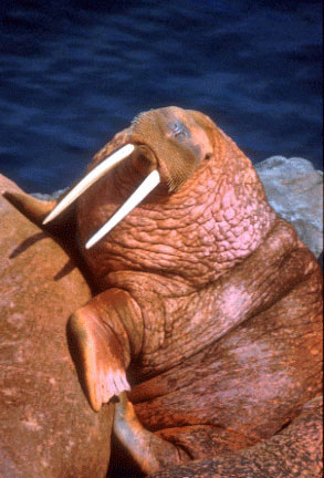 walrus viewing