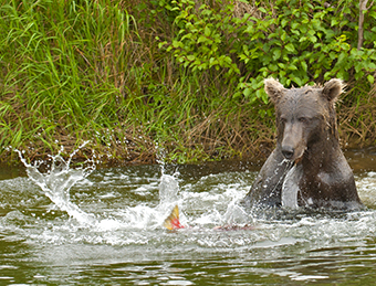 Bear in Water Small