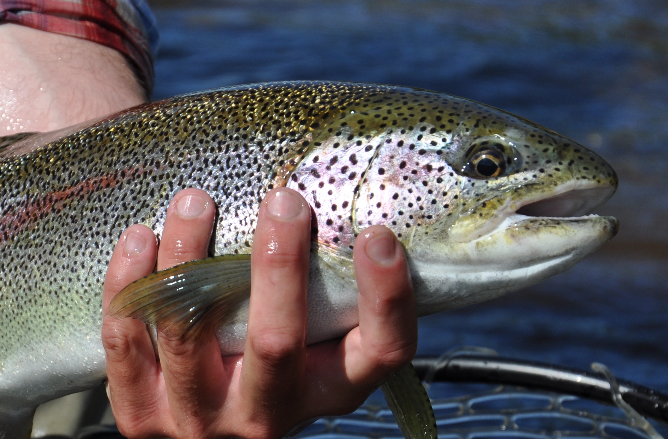 Small Stream Rainbow Trout Fishing Heats Up - Crystal Creek Lodge