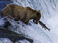Bear-salmon-jump
