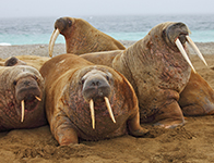 Walrus