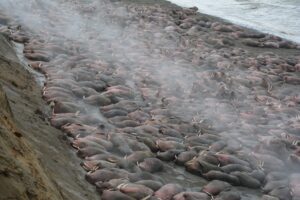 Walrus Herd at Cape Grieg