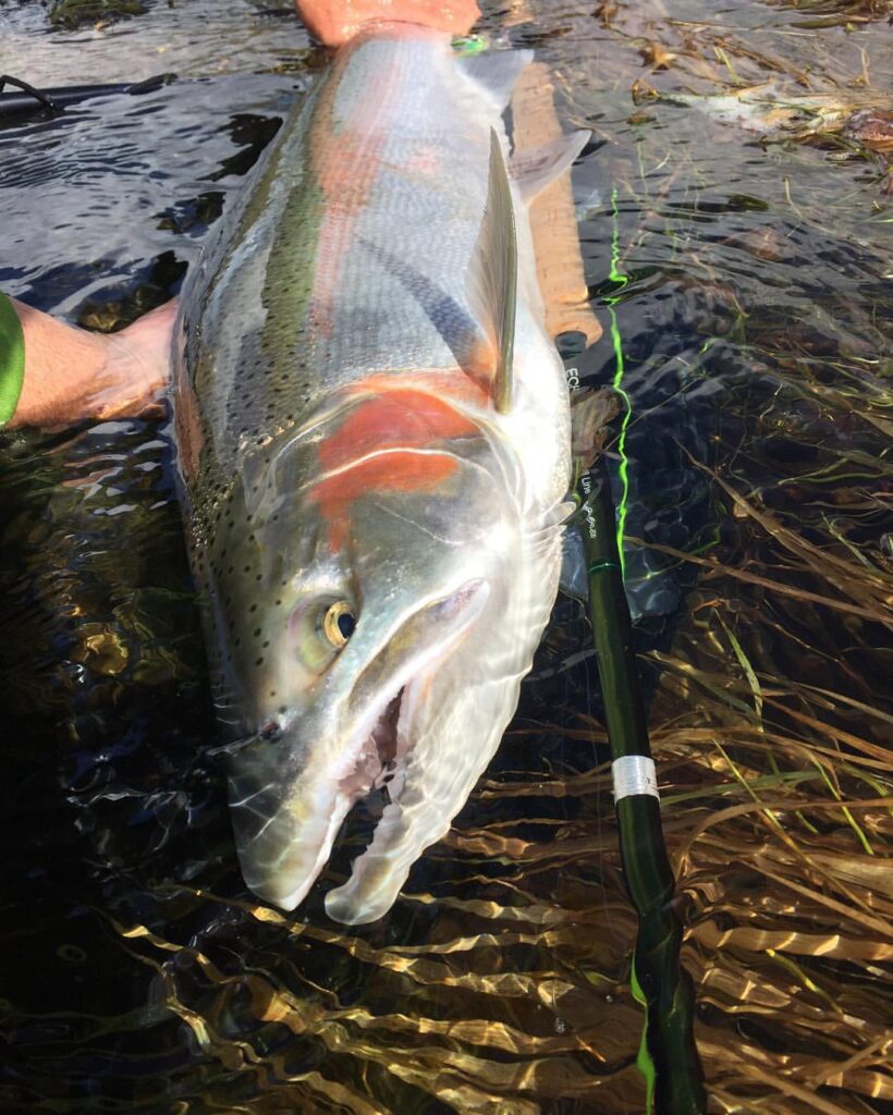 Alaska rainbow trout