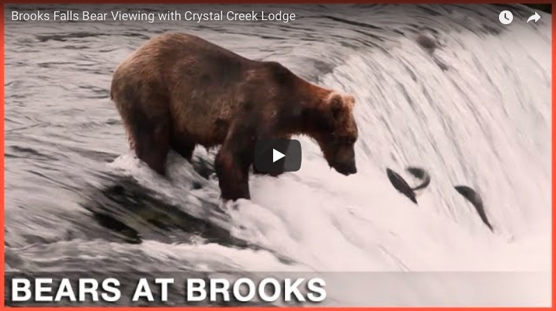 Brooks Falls Bear Viewing with Crystal Creek Lodge