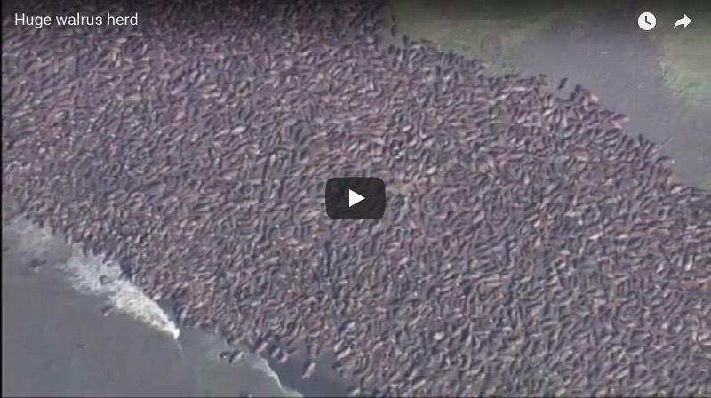 Huge Pacific Walrus Herd in Alaska