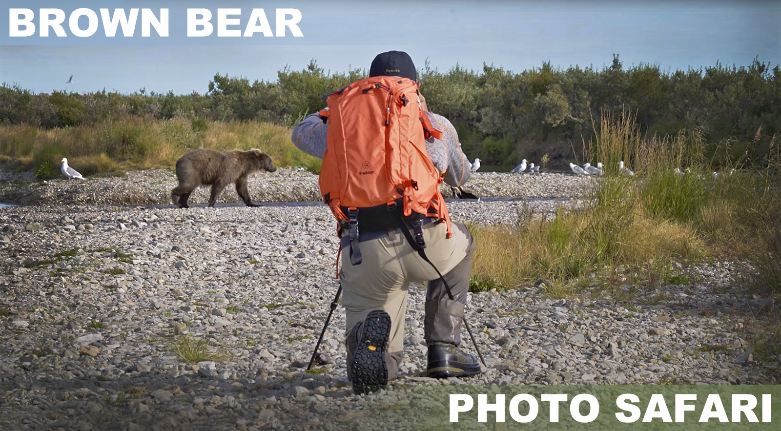 Brown Bear Photo Safari