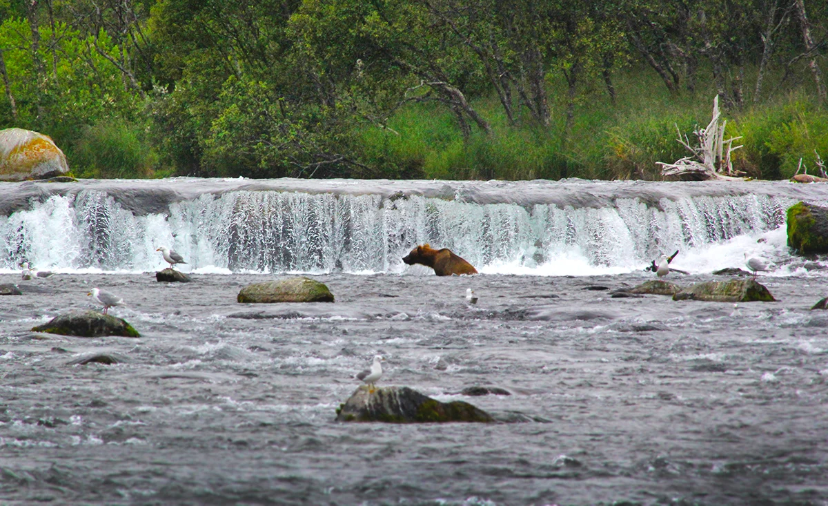 Bear at Brooks Falls 