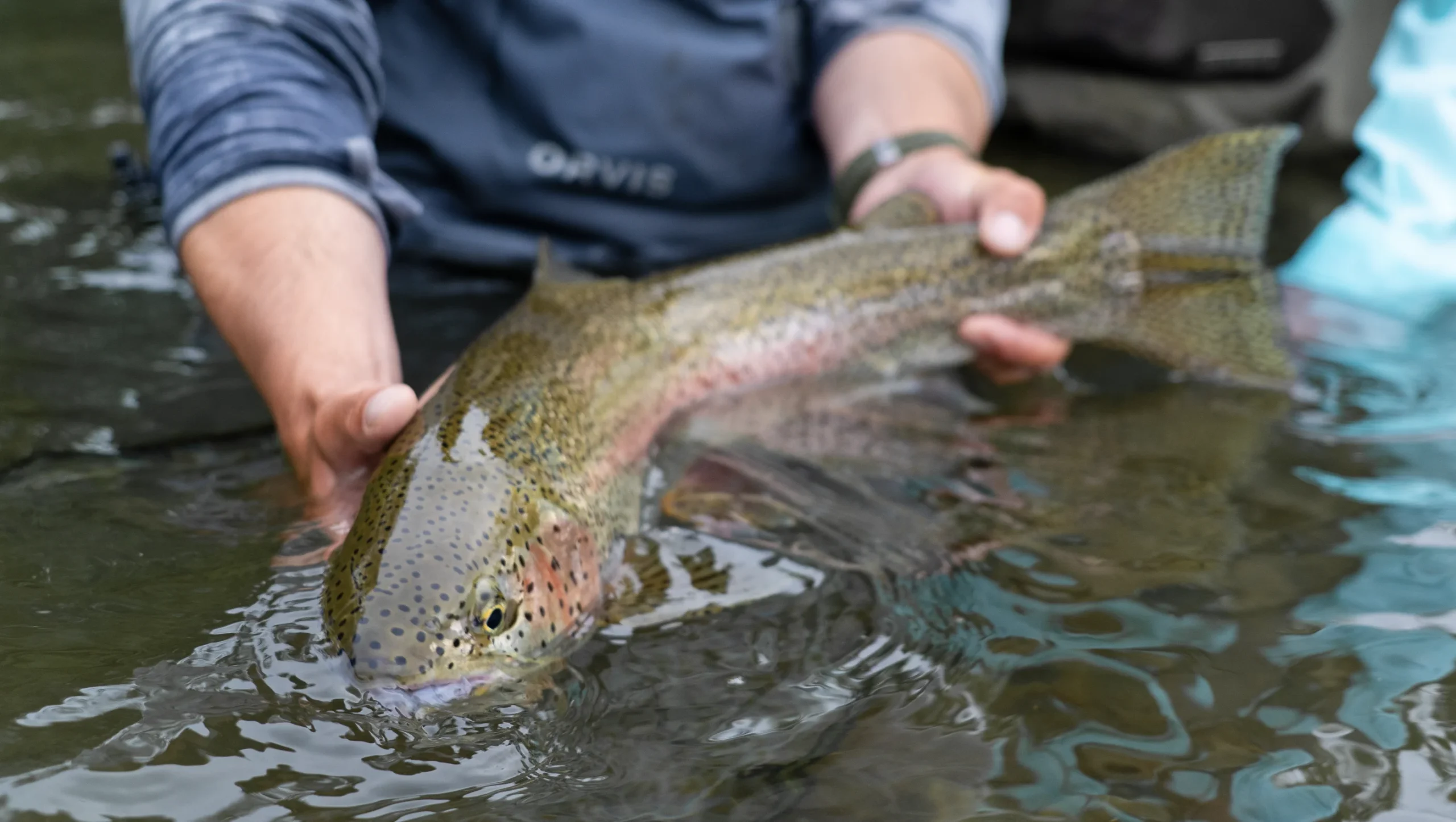 Rainbow Trout release on American Creek