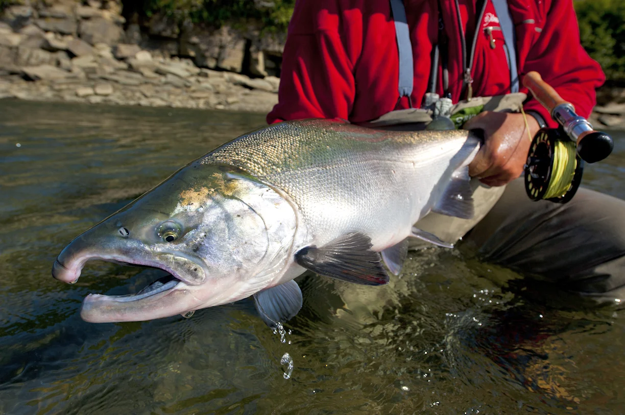 Alaska Salmon Fishing - Crystal Creek Lodge