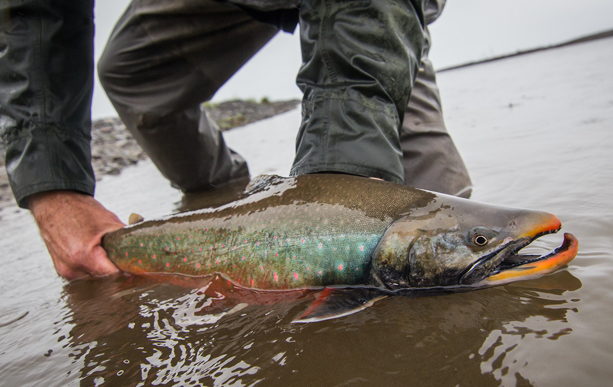 Colorful Arctic Char release