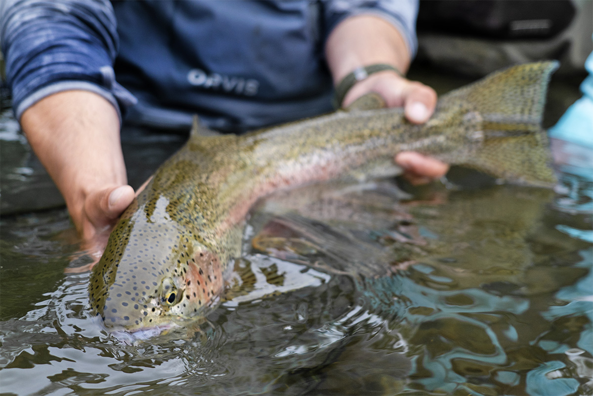 Wild Alaska rainbow trout