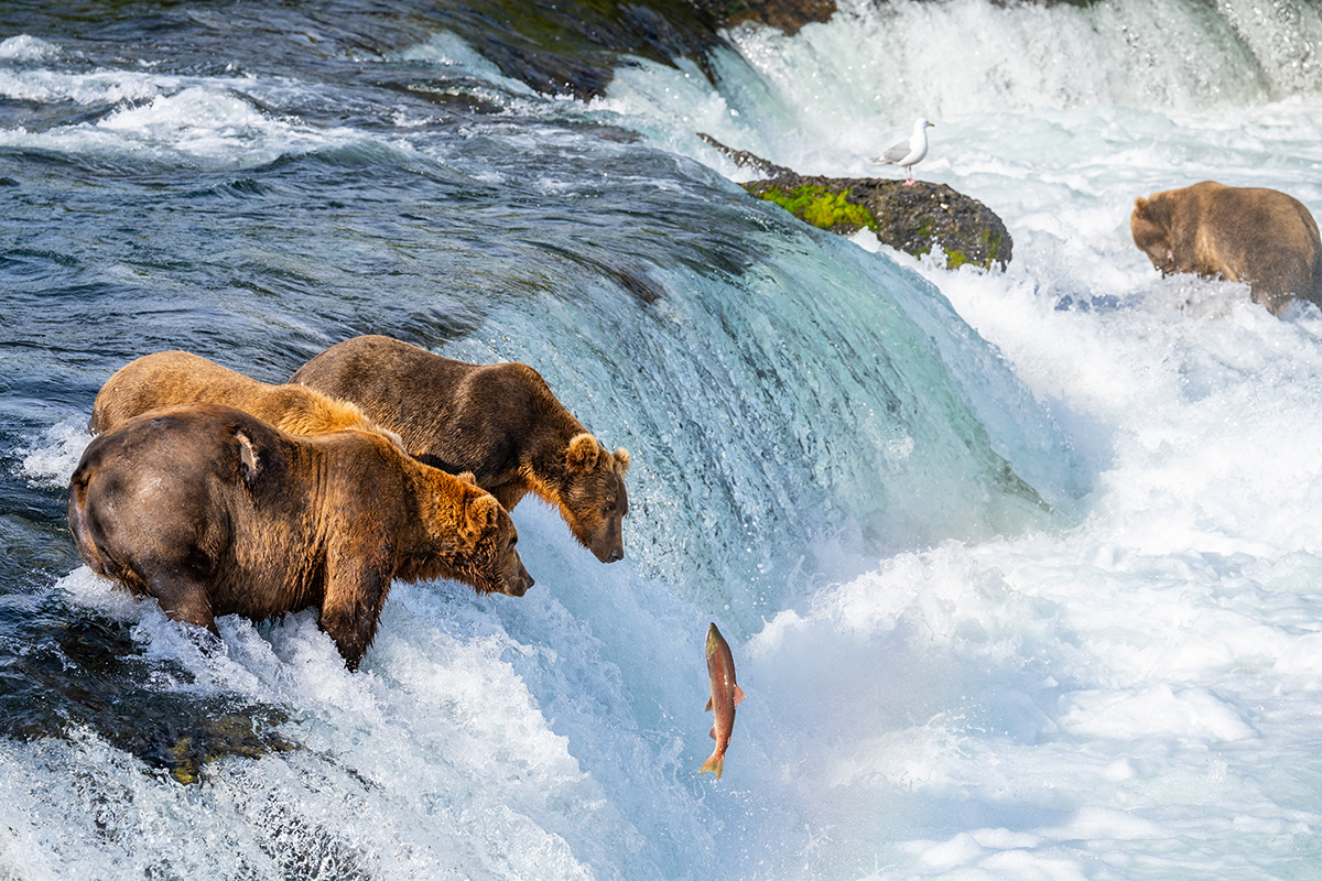 Brown bears and salmon, Brooks Falls, Katmai