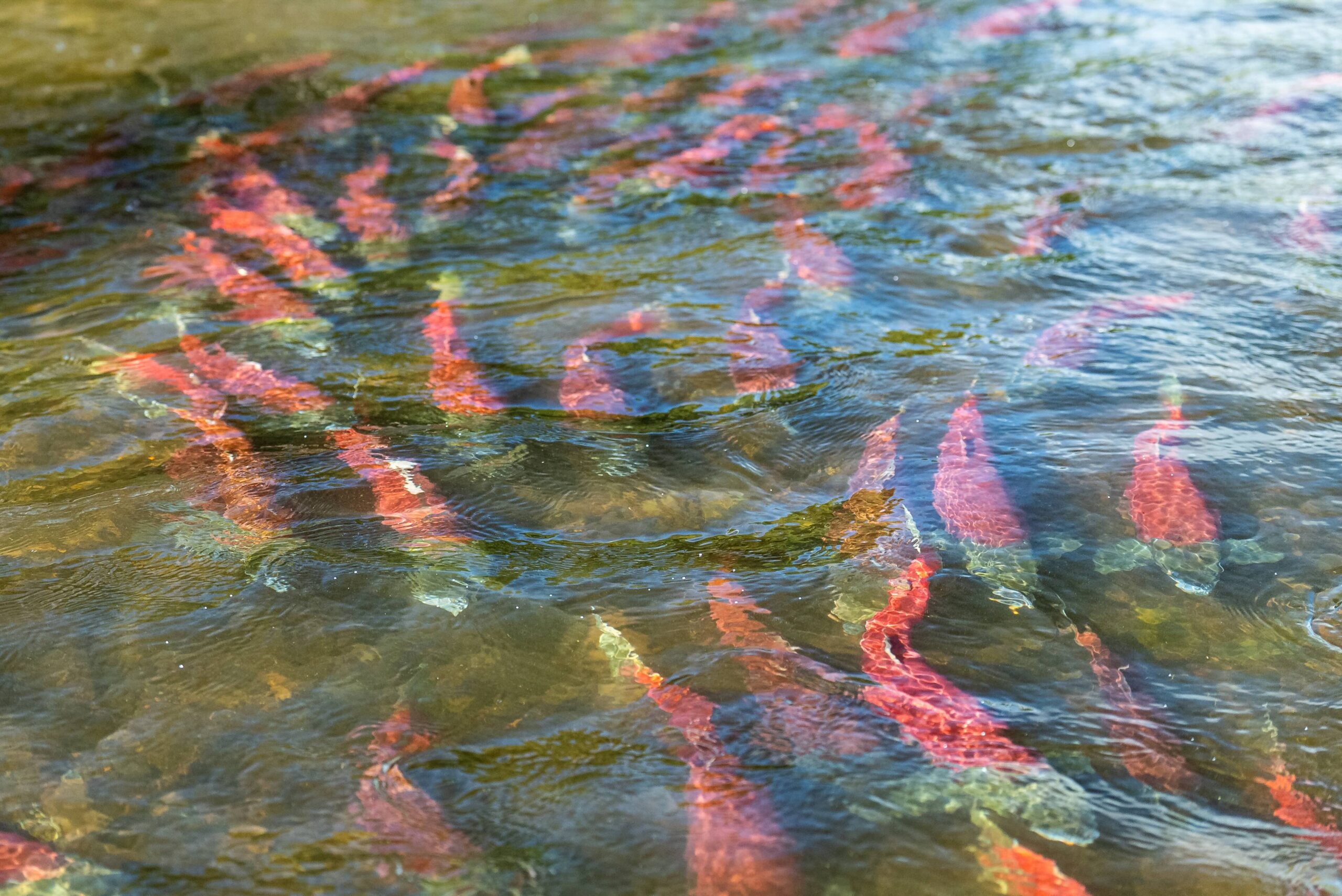 Serving Adventure Daily