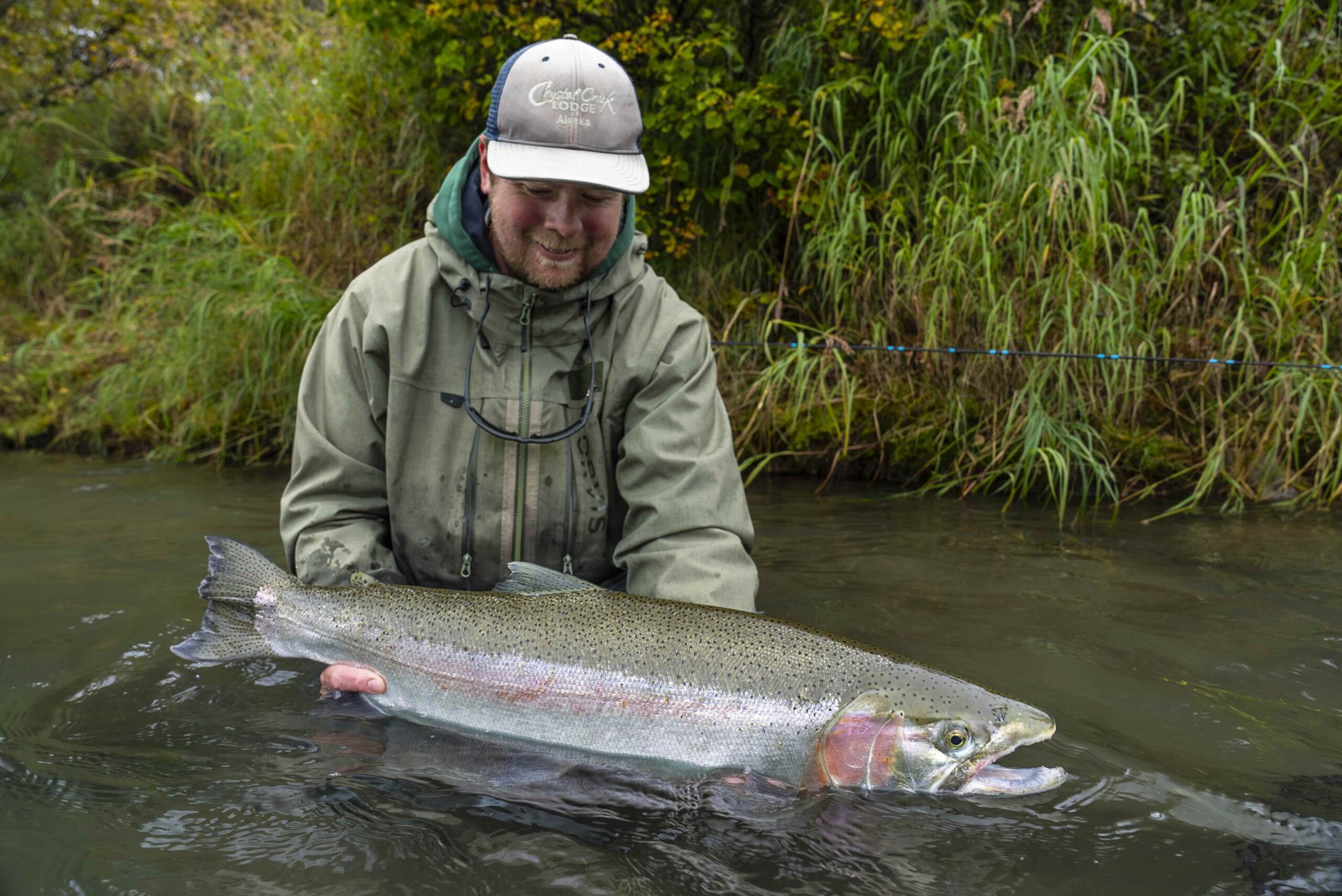 Huge Naknek rainbow trout being held and about to be released