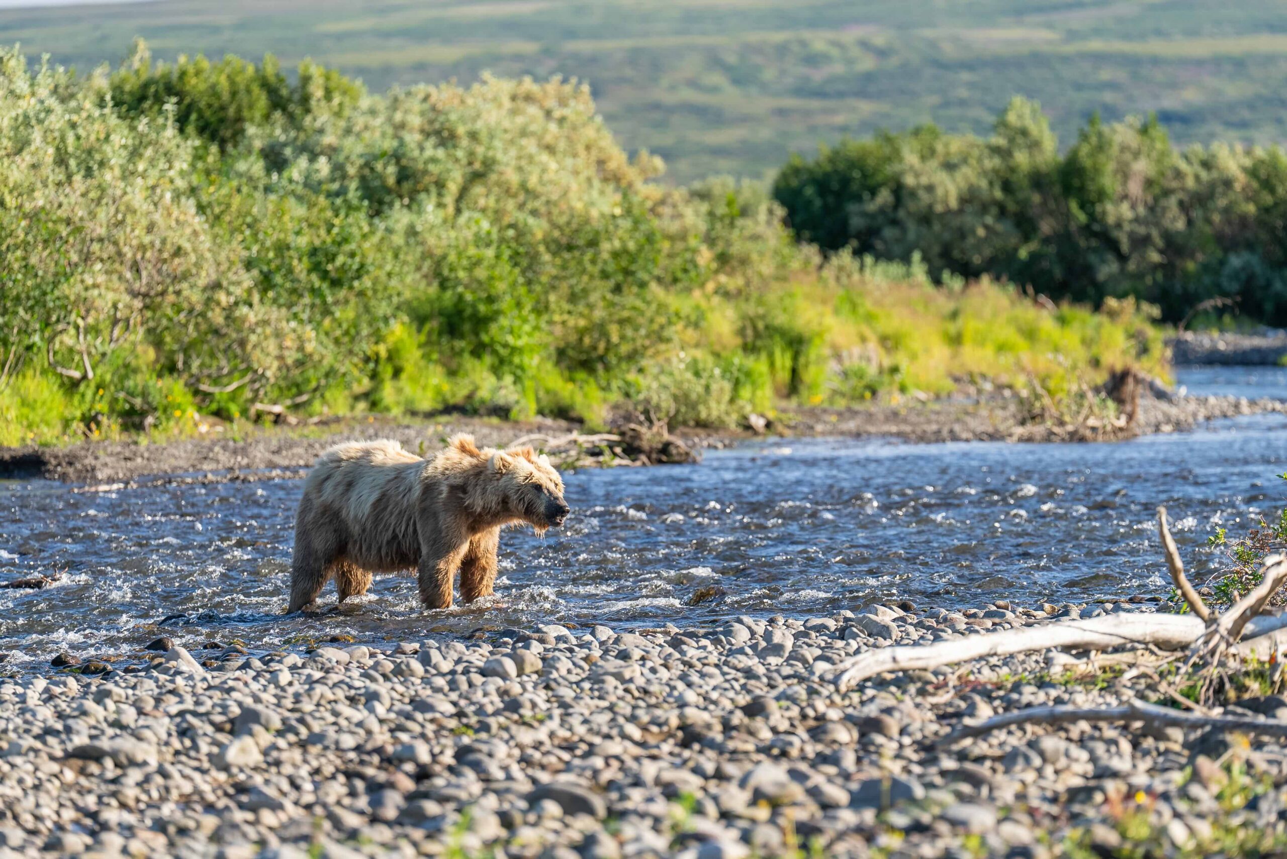 The Wildlife on the Alaska Peninsula: What You Might See at Crystal Creek Lodge