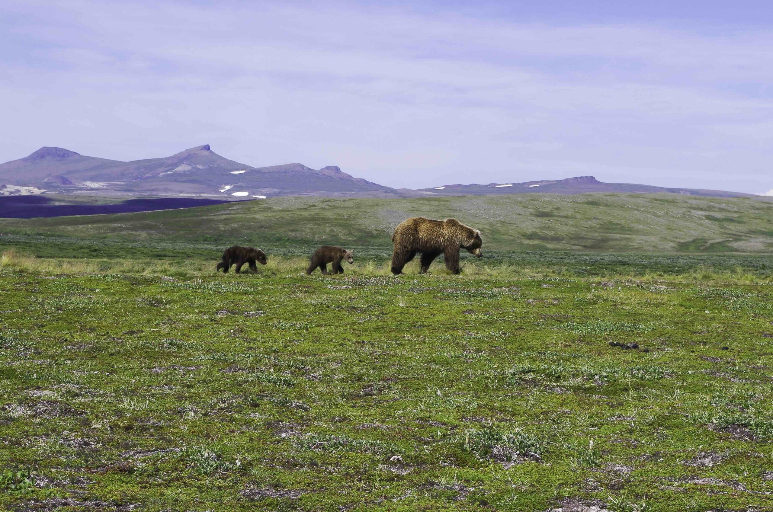 Alaska Trout Season Opening: Be the First to Fish on June 8